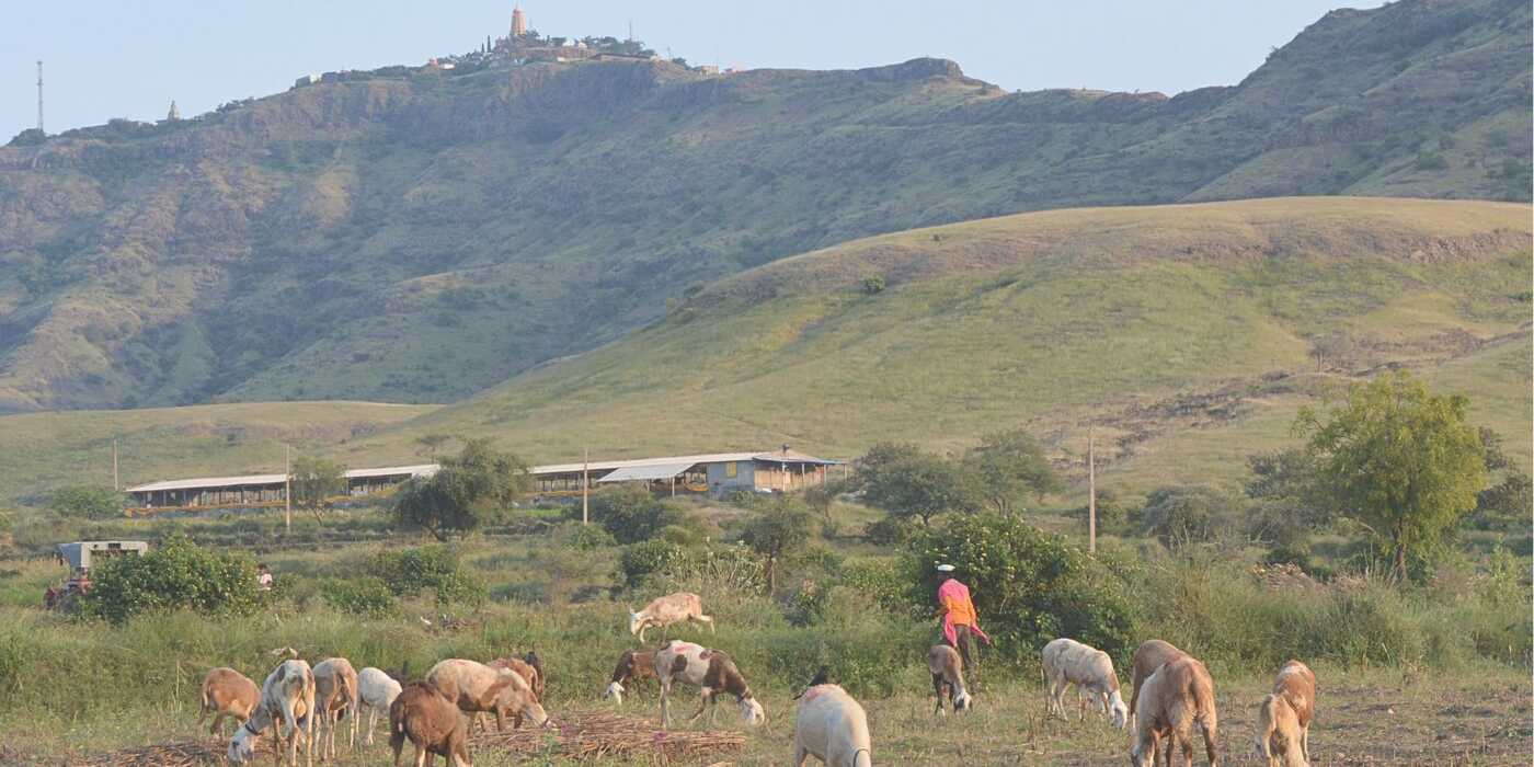 Medieval stories and songs shed light on grasslands of western India