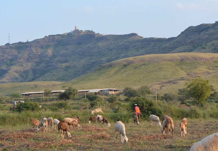 A photo of sheep grazing on a patch of grassland against a hillock backgrop