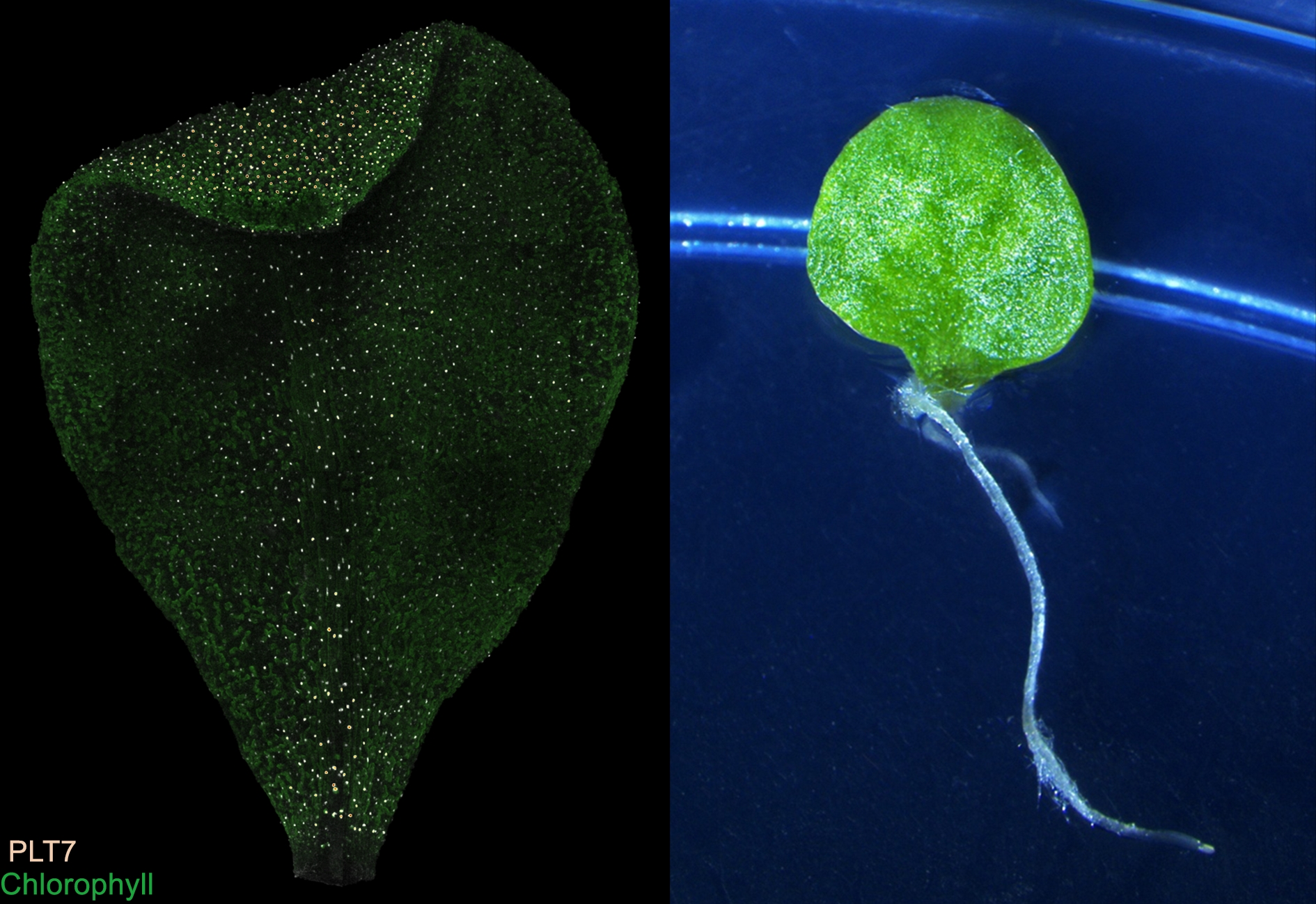 Composite of two images, one a microscopy image and the other that of a detached leaf with root growing from its stalk 