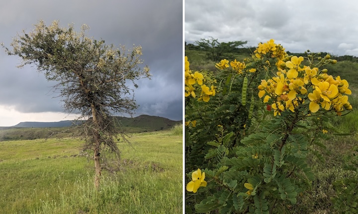 images of two savanna indicator plants in their natural habitat 