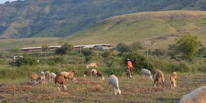 A photo of sheep grazing on a patch of grassland against a hillock backgrop
