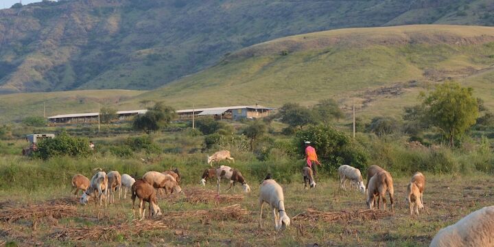A photo of sheep grazing on a patch of grassland against a hillock backgrop