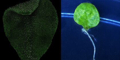 Images of two leaves placed side by side, one of them with adventitious roots 