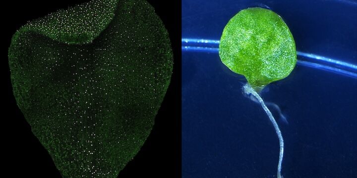 Images of two leaves placed side by side, one of them with adventitious roots 