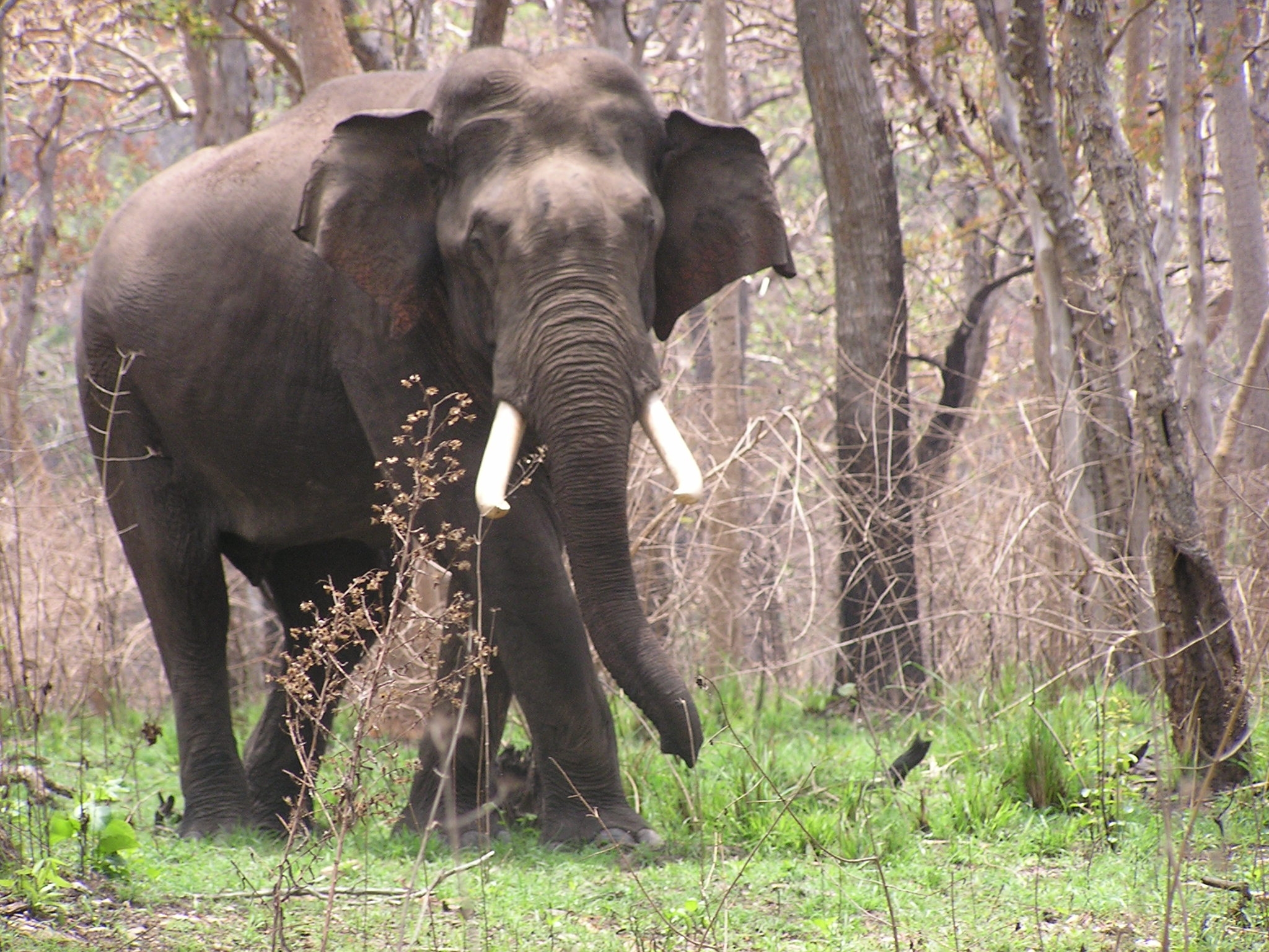 Mudumalai Tusker